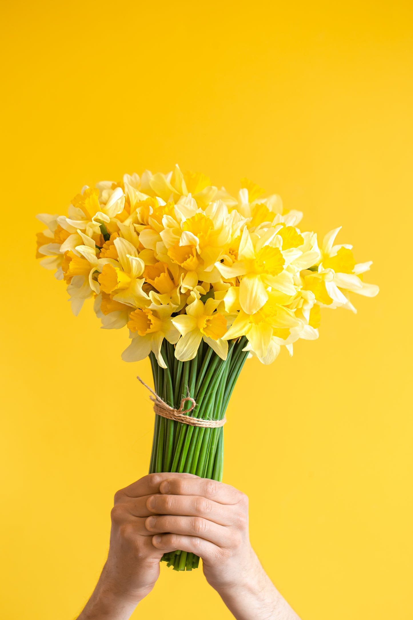 Fresh Daffodil Bunch